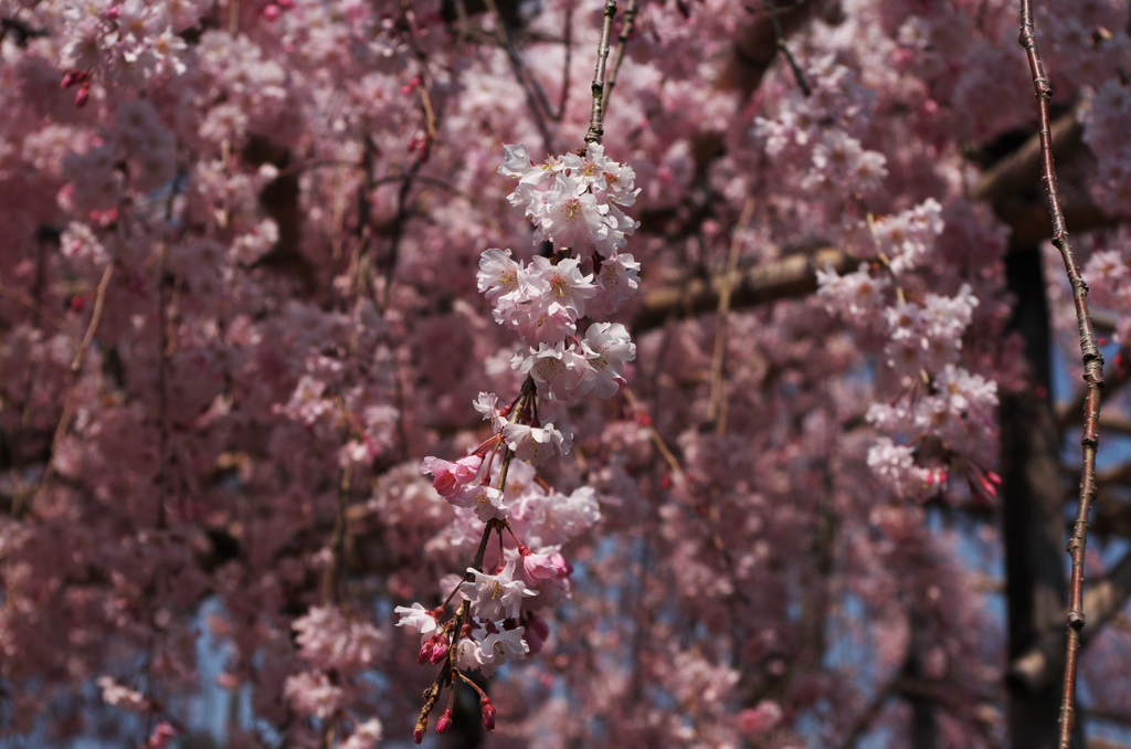 しだれ桜