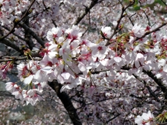仁淀川沿いの桜2