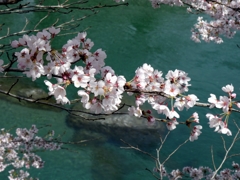 仁淀川沿いの桜
