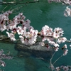 仁淀川沿いの桜