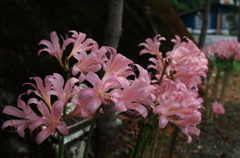 夏水仙