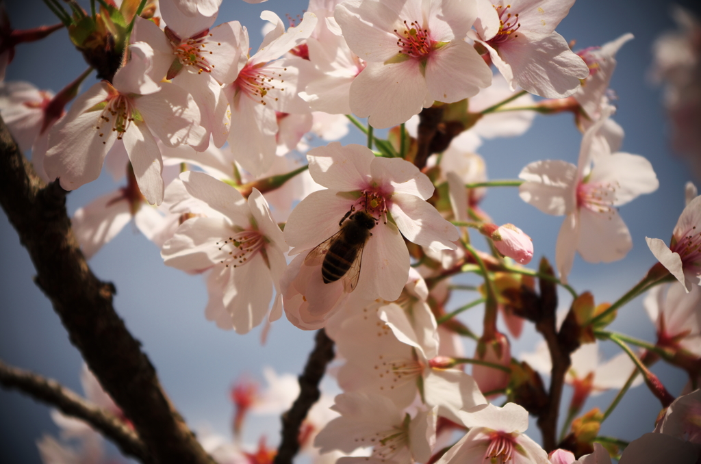 桜とみつばち