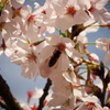 桜とみつばち