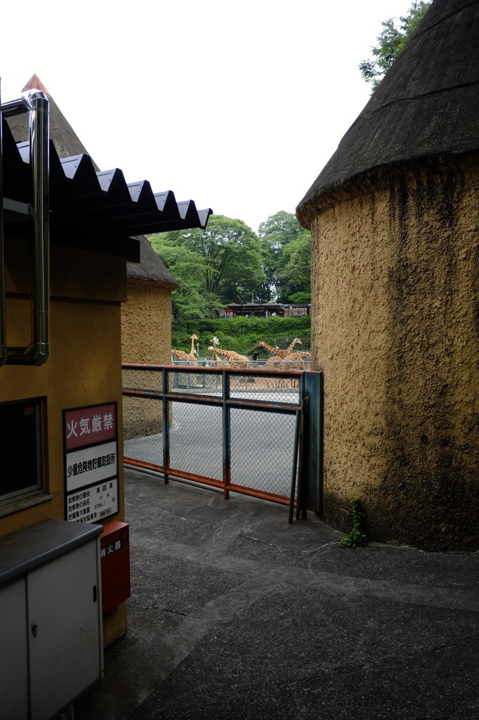 キリンが見える