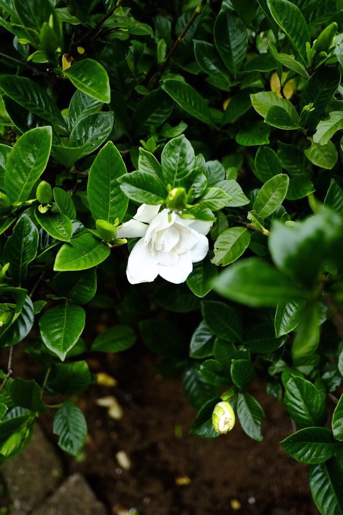 白い花