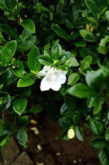 白い花