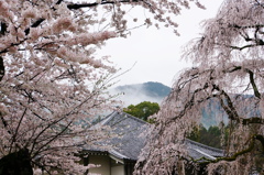 ふわり