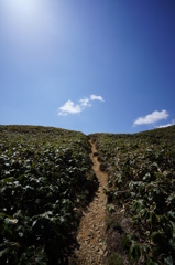 踏み跡