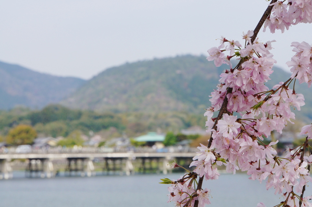渡月橋