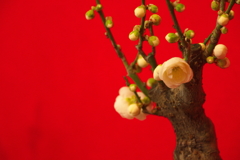 紅白