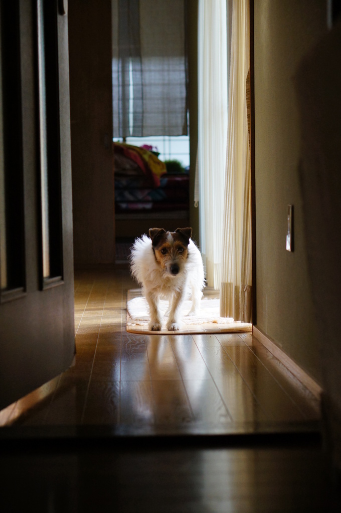 連作犬劇場１「犬来る」