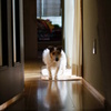 連作犬劇場１「犬来る」