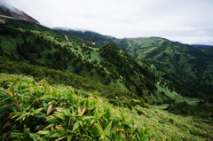 高原の笹原