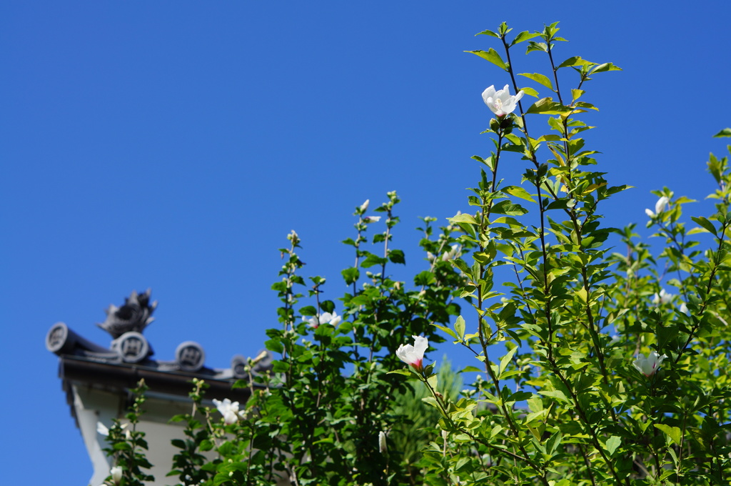 夏空と