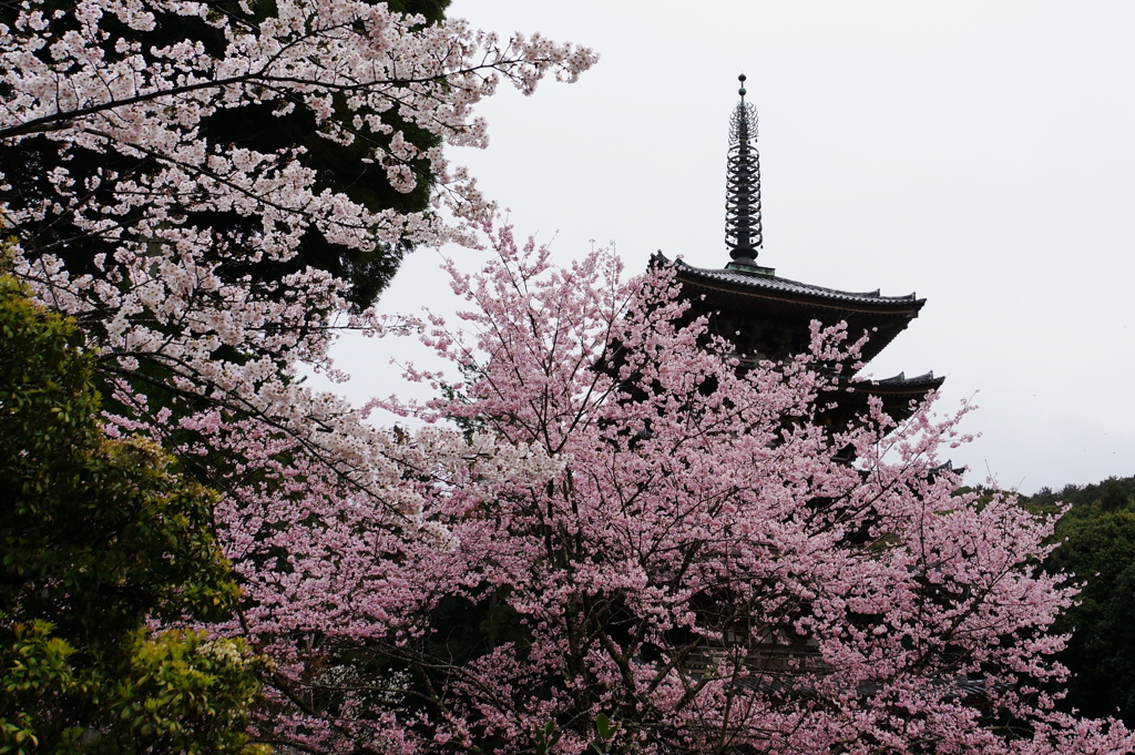 桜と・・・