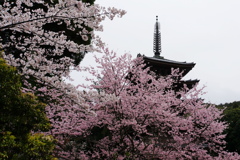 桜と・・・