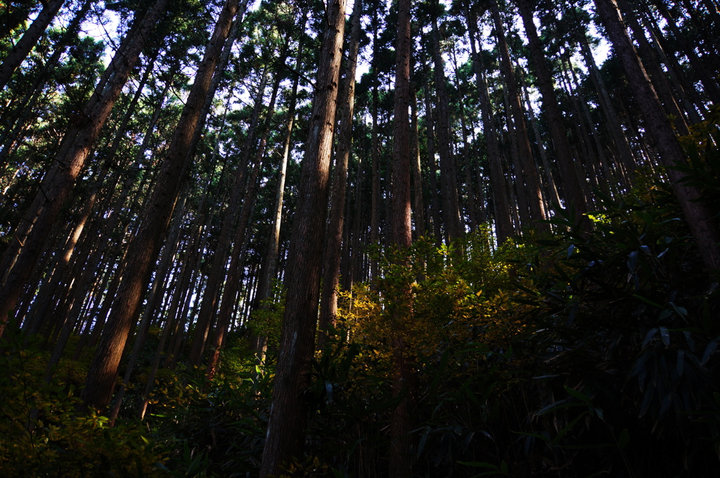 斜光