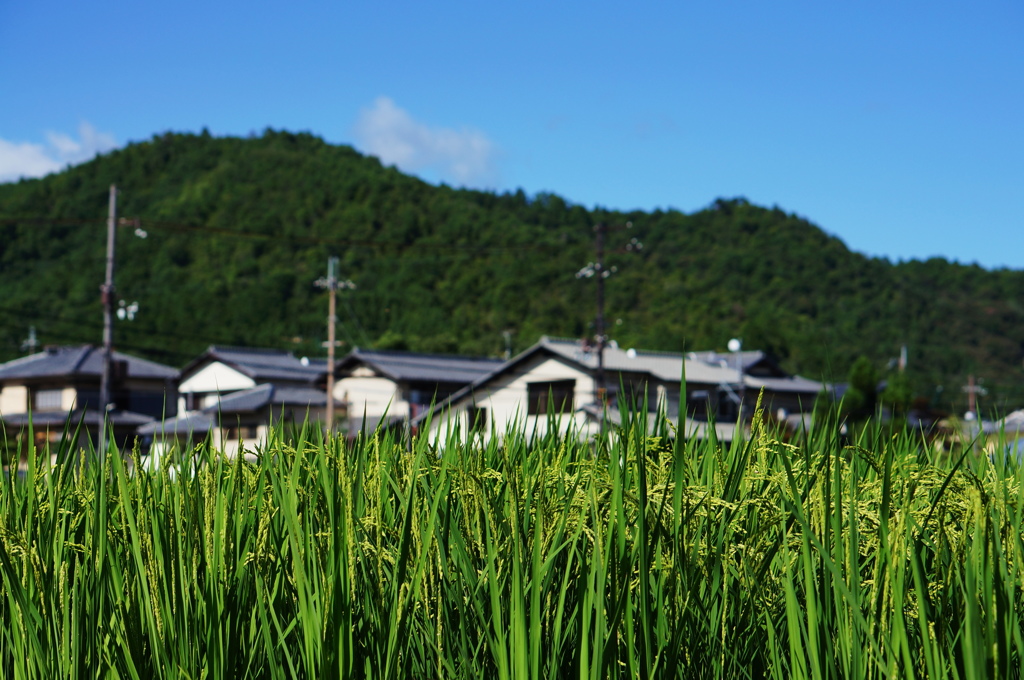 楽しみ