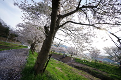 明日へ