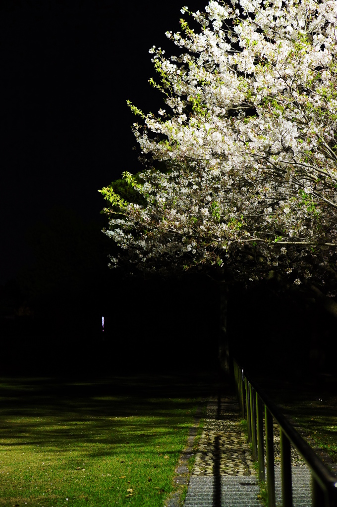 夜陰の華