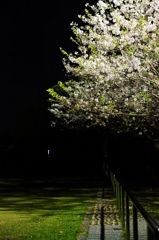 夜陰の華