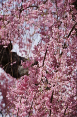 桜満ちて