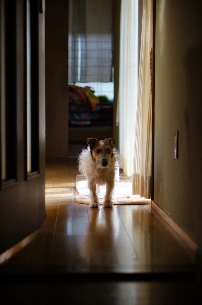 連作犬劇場3「かちこち」