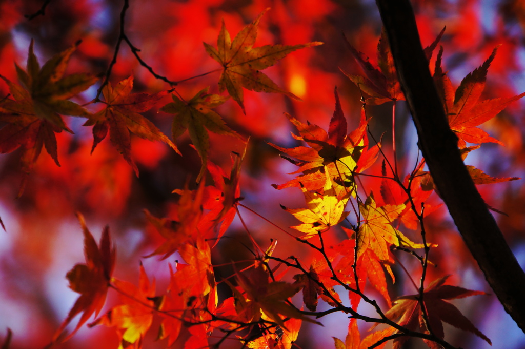 紅葉