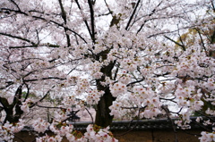 満開