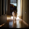 連作犬劇場２「そろ～り」