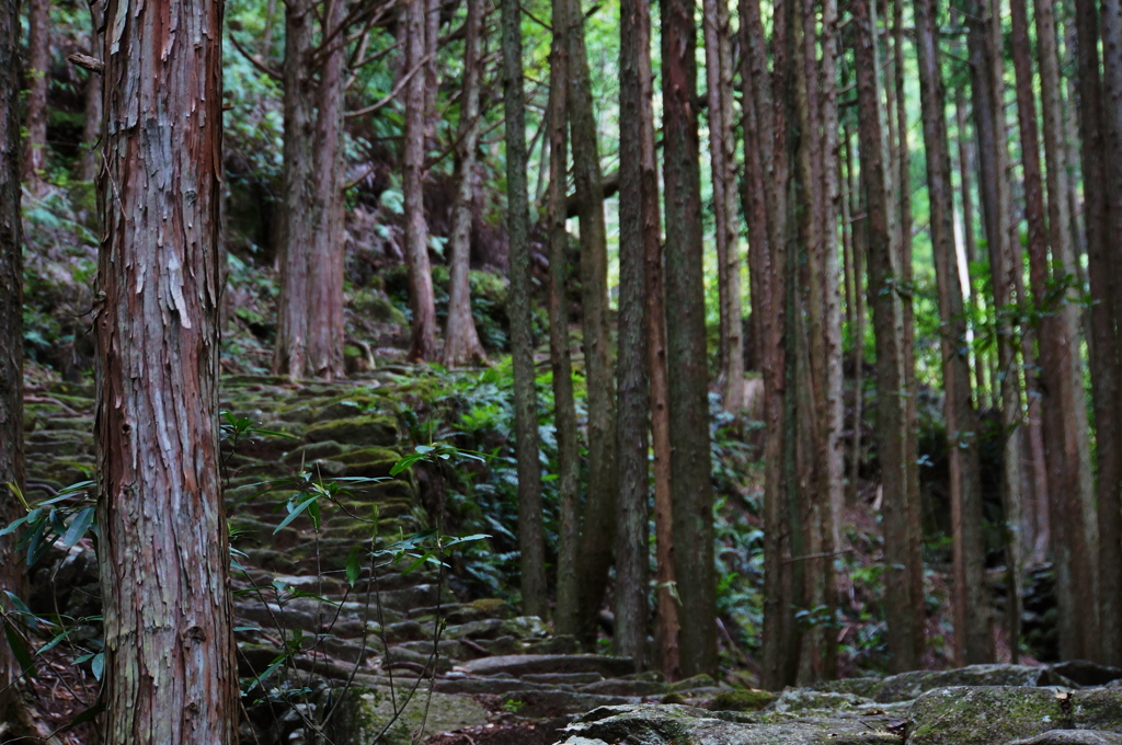 伊勢路