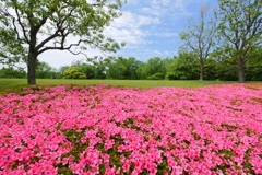 Blue,Green,Pink！