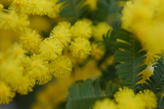 黄色い花火