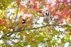 紅葉とエナガ