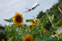 A380と夏の風景