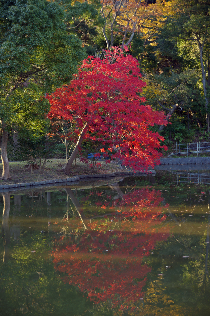 水面に映った紅葉