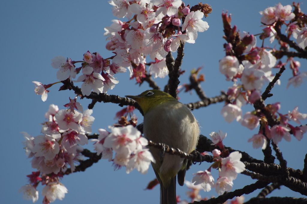 桜といえばメジロ