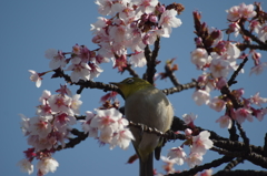 桜といえばメジロ