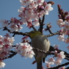 桜といえばメジロ