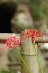 彼岸花3