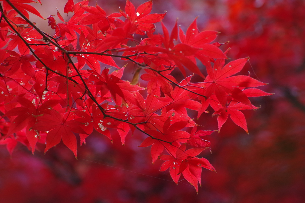 長寿禅寺の紅葉