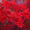 長寿禅寺の紅葉