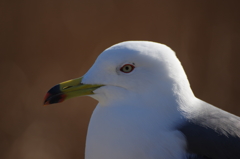 ウミネコ