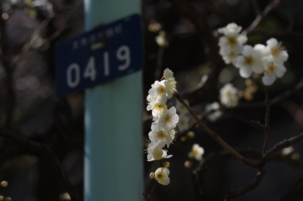 路上の梅