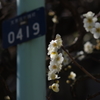 路上の梅