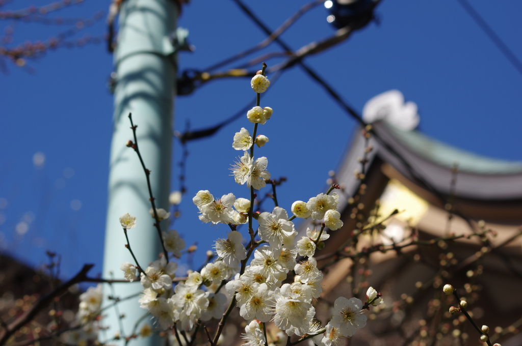 梅と湯島天神