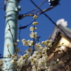 梅と湯島天神