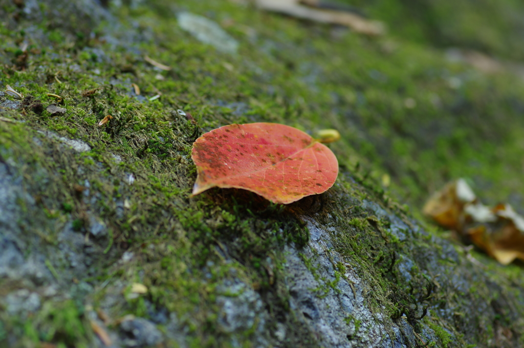 紅葉はじめ