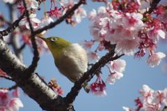 桜といえばメジロ2