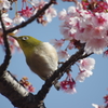 桜といえばメジロ2